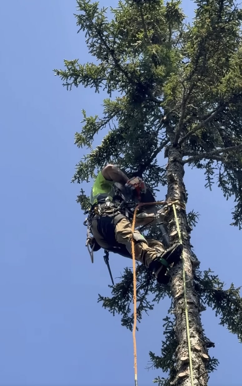 Tree health and maintenance service in Pine Bluff, AR