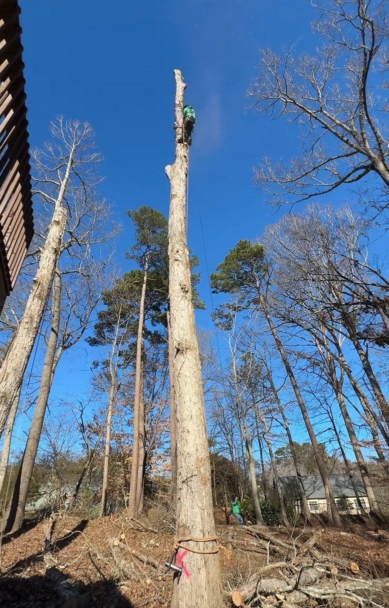 Professional tree removal service in Pine Bluff, AR